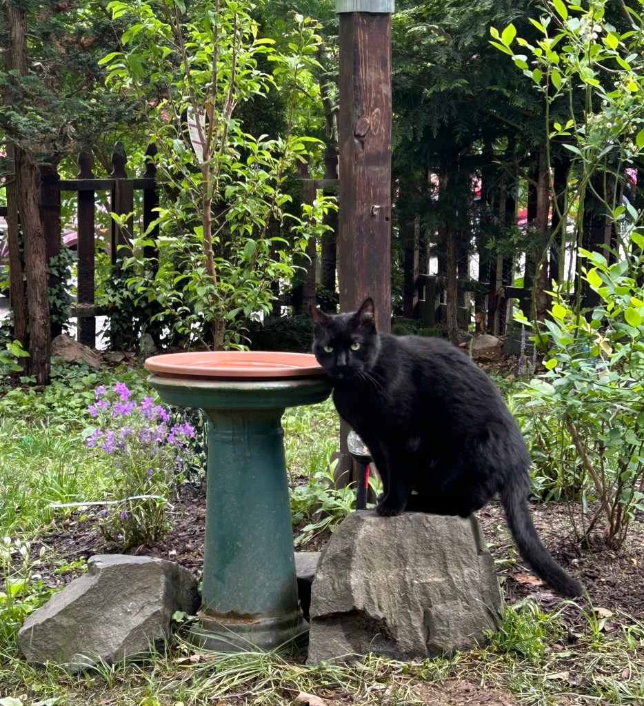 A large black house panther sits upon a grey stone and fixes the camera with his hypnotic yellow eyes. Next to him is a bird bath, which he will be sipping from shortly.