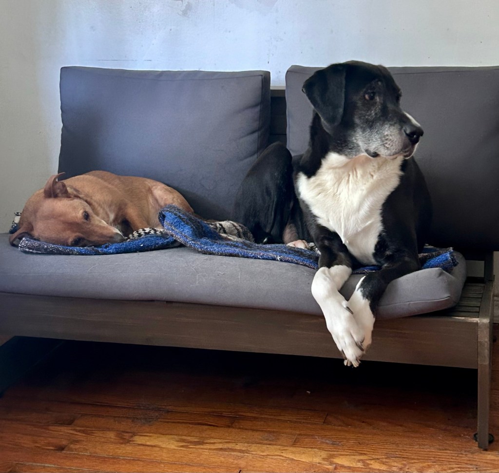 A large black and white hound sits on a grey loveseat to the right of a yellow dog, not even a third his size. It looks like their conversation has broken off abruptly. The big guy has turned away from the little guy and is focusing all his on something to the left, presumably the kitchen.