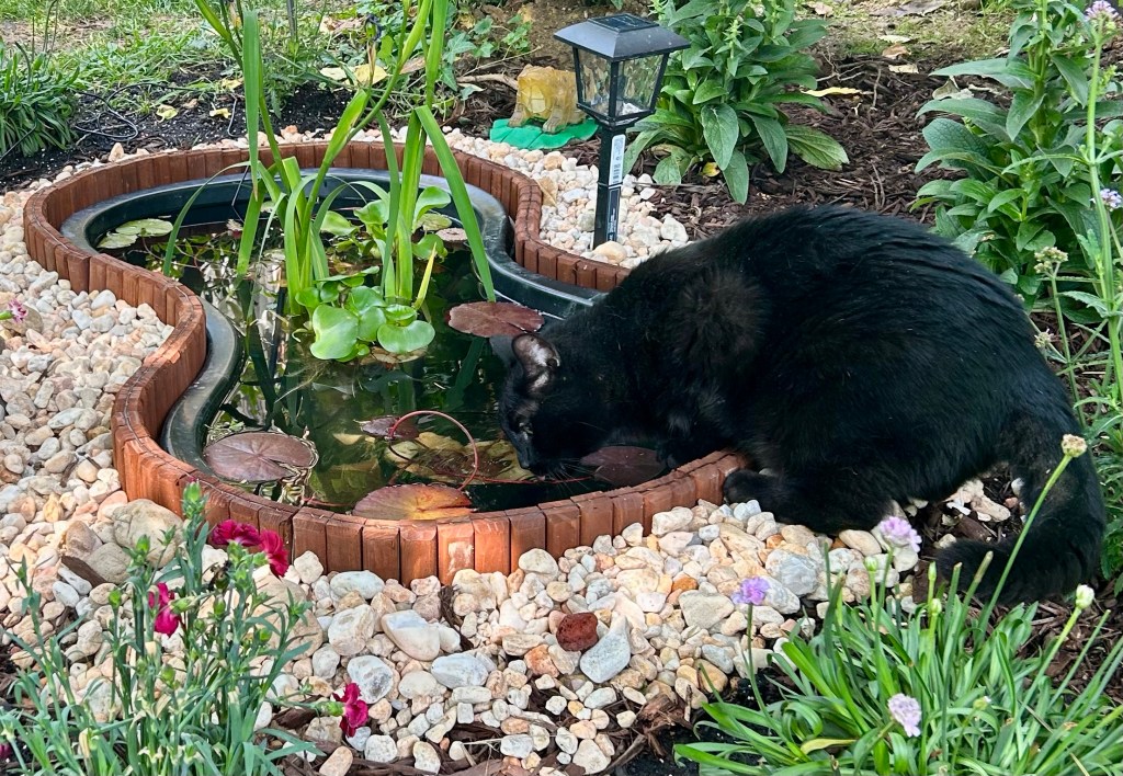 The same handsome House Panther laps crystal clear water from a small, kidney shaped pond, filled with lily pads and, presumably, delectable fishies.