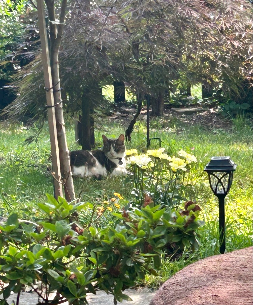 A grey and white cat sits innocently beneath a small Japanese maple tree. There are white daisies and cheerful yellow vining flowers in the foreground.  Aside from her pointy ears, whiskers, and red, belled collar, she’d be really easy to mistake for a stone.