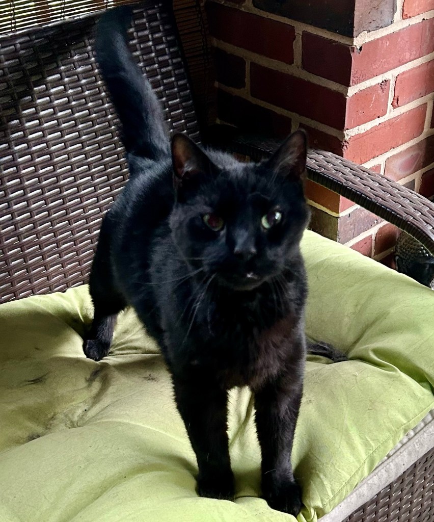 A handsome, glossy black House Panther stands alert on a brown, rattan outdoor loveseat and fixes you with his mesmerizing green stare.  He does not eat chocolate, but if he did, you would bring him all the chocolate he desires.