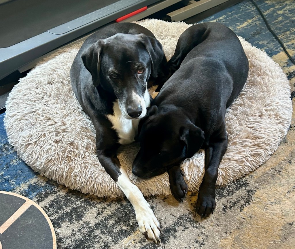 A large black and white hound is curled up to the left of a smaller, black pit bull mix, who rests her pretty, velvety head on one of his forepaws.  They are in the center of a large, grey, fluffy dog bed, aka the Sleeping Cloud.  It’s pretty obvious this is date night.