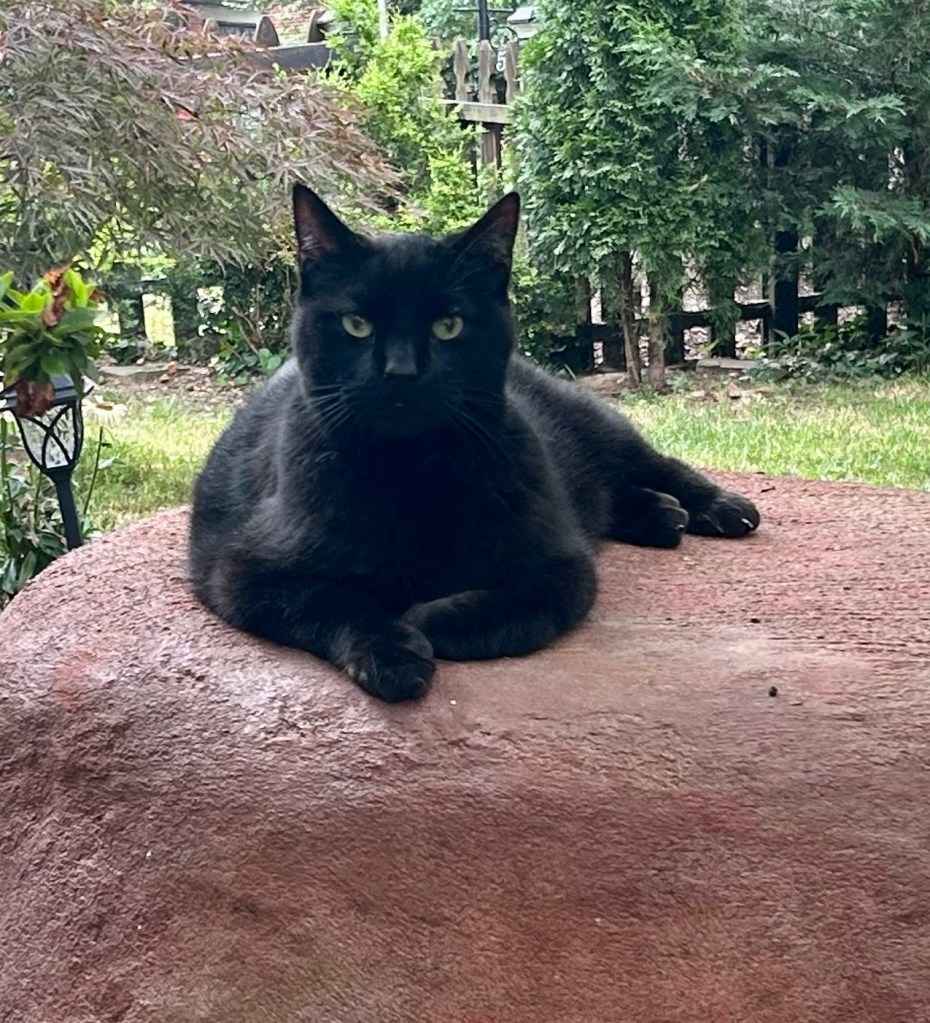 A magnificent, magnetic Black Panther sits upon a red boulder, with lovely greenery behind him, and commands you to do his bidding with his yellow and green eyes.  You are powerless to refuse.