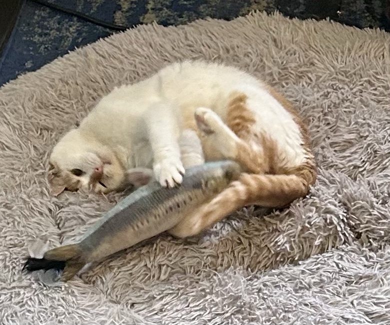 The same ginger cat, in another impossibly bendy position that makes it unclear how his body fits together.  This time, though, he is pushing the nip-filled fish away from himself.  Has he had enough catnip?