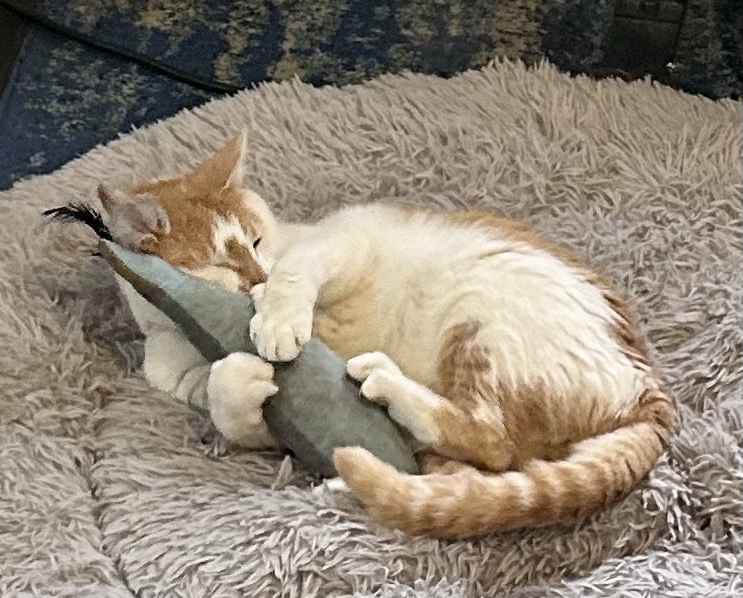 Nope, he has not had enough catnip.  He wants MORE.  He is now gripping the fish with three paws and is holding it as tightly as he can against his face.  His eyes are closed.  He is experiencing things right now that one can only experience if one is a cat with high quality nip delivered via a large trout.