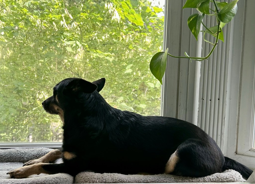 The little, dedicated Guard Dog is still in the bay window.  She has turned away from her less dedicated colleagues and is refocusing her attention on surveilling the front yard.  Someone has to guard the homestead, after all.