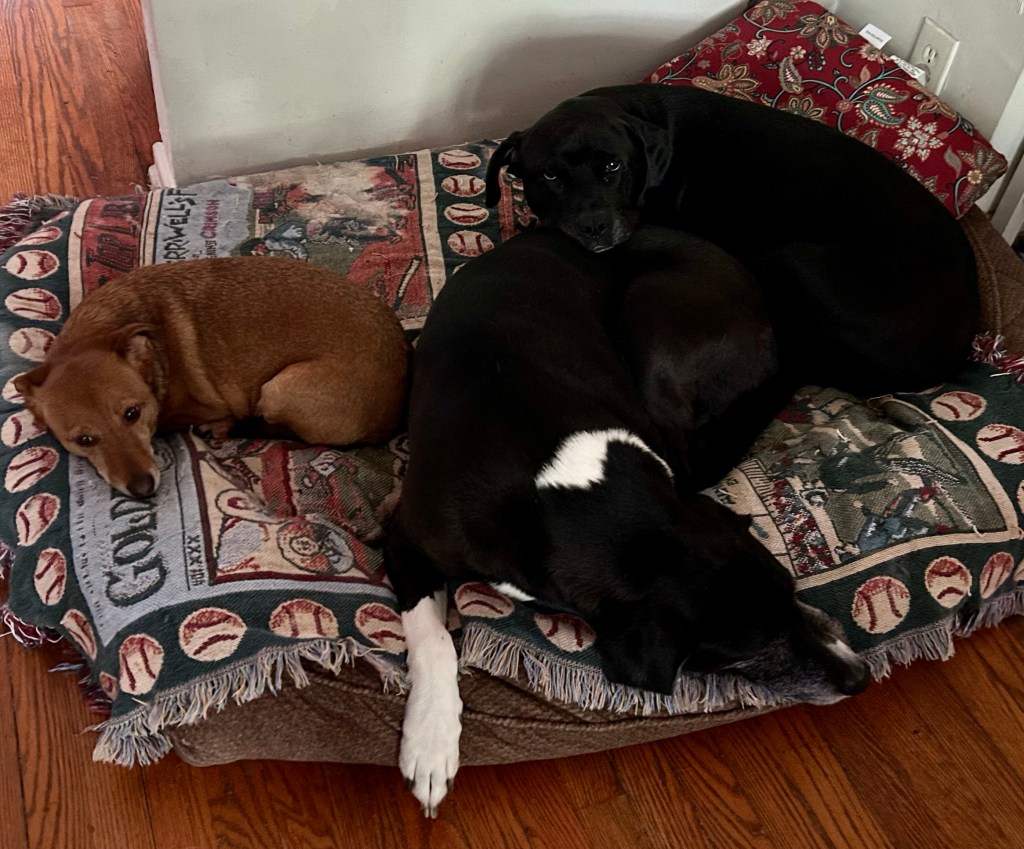 We see what the little guard dog is looking at.  On the other side of the room, a large dog bed contains three guard dogs, two large black ones and one little yellow one, all in various states of repose.  These Guard Dogs are most definitely not on duty.