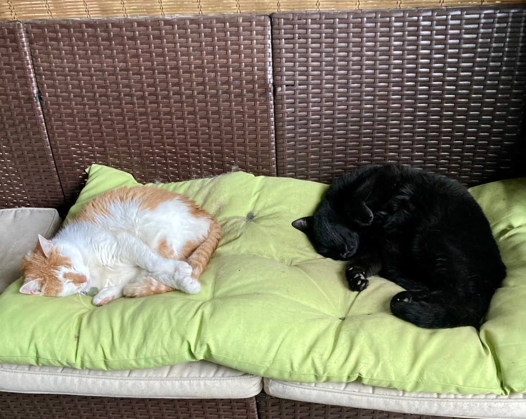 Two cats nap peacefully on a puffy light green cushion atop a dark brown outdoor rattan couch.  The cat on the left has white fur on his chest and front legs and orange stripy fur on his head, back, and tail.  The right cat is a dark void.  Both cats are demonstrating exquisite nap positions, the left with his front paws extended and the void with his head upside down.  Don’t try this on your own.  They are pros.