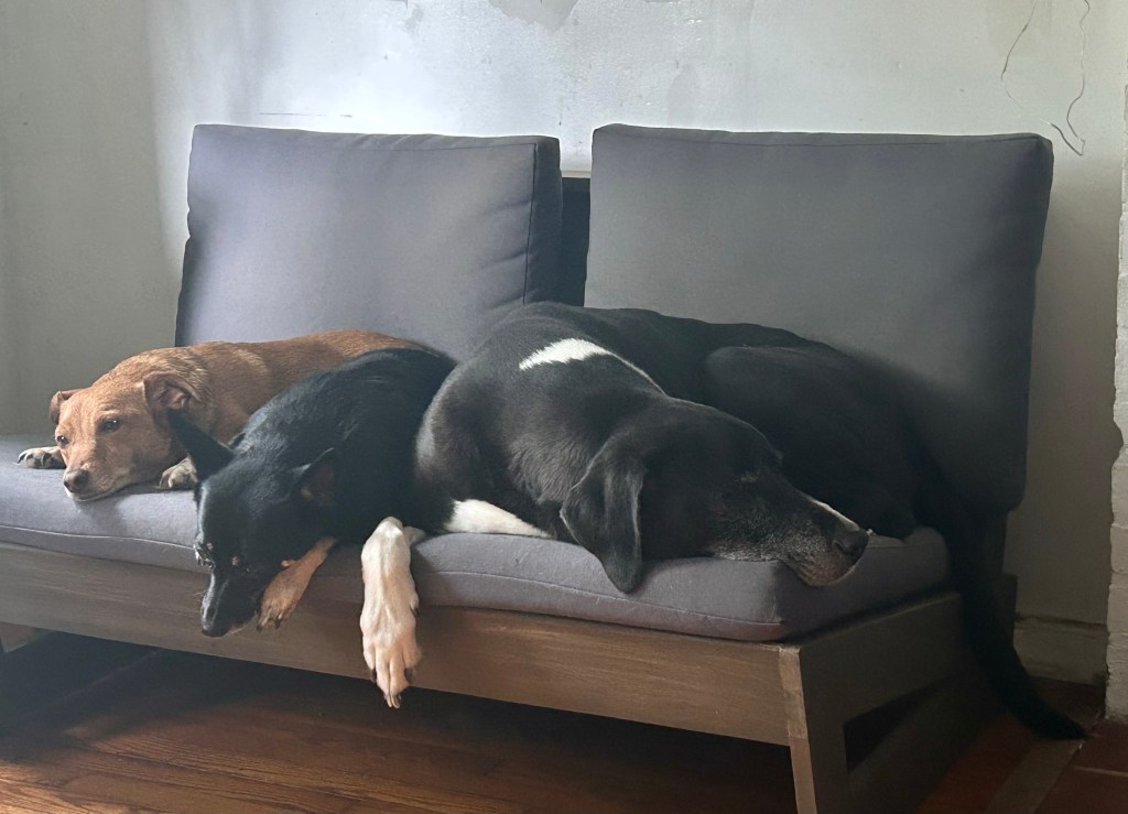 Three disconconsolate dogs, a little yellow one, a little black one, and a big black and white one, lounge on a grey loveseat.  They are wondering why they are not getting lunch today.  They got lunch yesterday and they assumed that set a precedent.