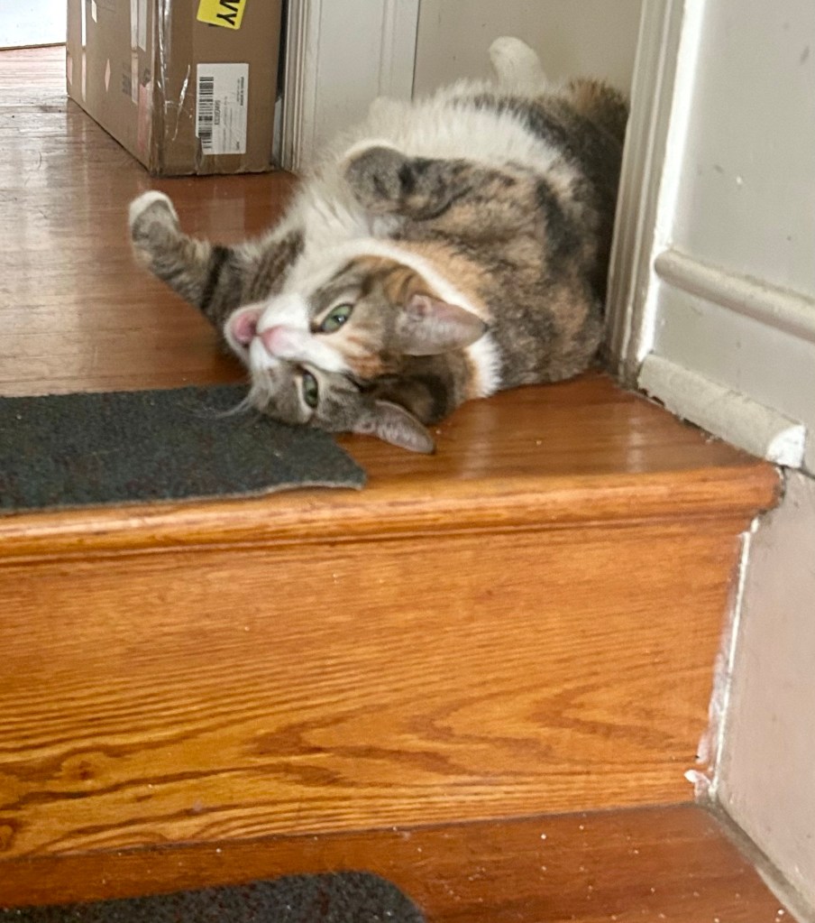 A grumpy dilute Tortie lounges at the top of a staircase, exposing her snowy white belly.  She is meowing aggressively, presumably explaining to a human that the toll is payable only in tummy rubs.