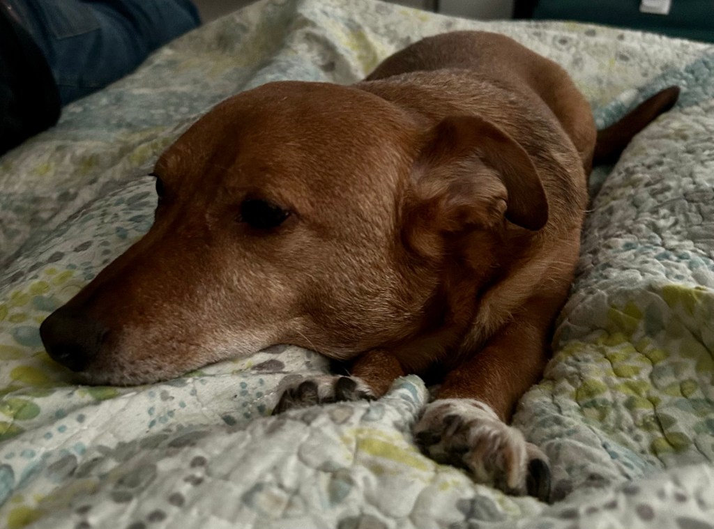 A handsome golden dog lounges on a large bed covered with a blue, yellow, and white floral quilt.  A human in jeans and a black tee shirt is partially visible next to the dog.  Despite the comfortable surroundings, the dog looks worried.  He’s probably worrying about the noisy way other humans celebrate the 4th of July, when it will start, and whether it will disrupt his nap.