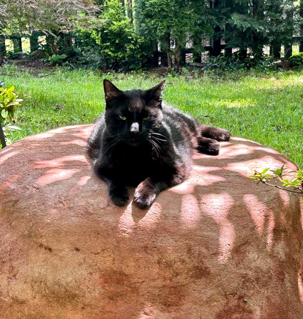 A magnificent, glossy house panther lounges upon a red boulder.  The panther and his boulder are surrounded by a verdant green garden.  Despite his lovely surroundings, the panther is glaring.  His humans have disappointed him yet again.