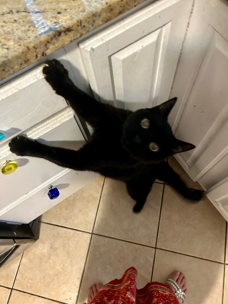 A long, stretchy black house panther stands on his back legs and reaches towards the kitchen counter top.  He is glaring at his female human, whose sandaled feet and long red skirt appear in the bottom of the frame.