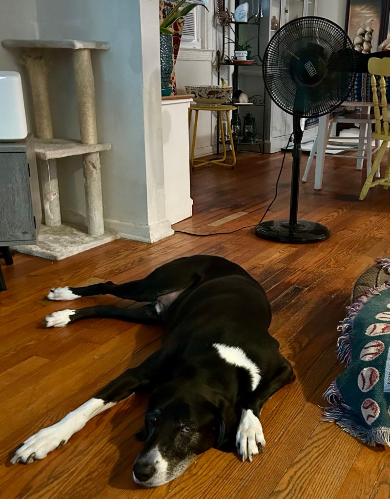A large, handsome black and white hound lays on a wood floor next to a black pedestal fan in a desperate effort to cool down.