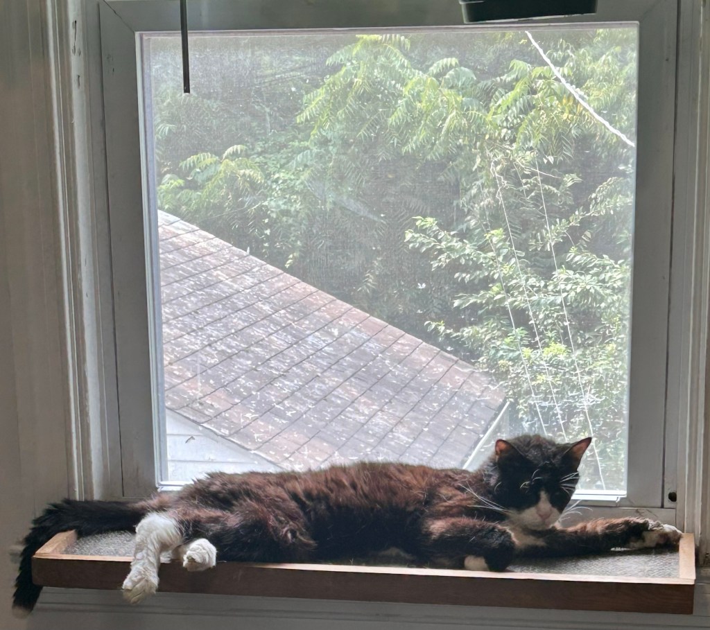A tuxedo cat lounges fully stretched out on a wooden cat-sized window seat with his back to the window.  Through the window we see a shingled rooftop, three grey electric lines, and some green, leafy treetops.  The view is somewhat washed out as it is so sunny.  The cat looks like he is starting to liquefy, as his white-tipped tail and back paws spill languorously over the side of his window seat.