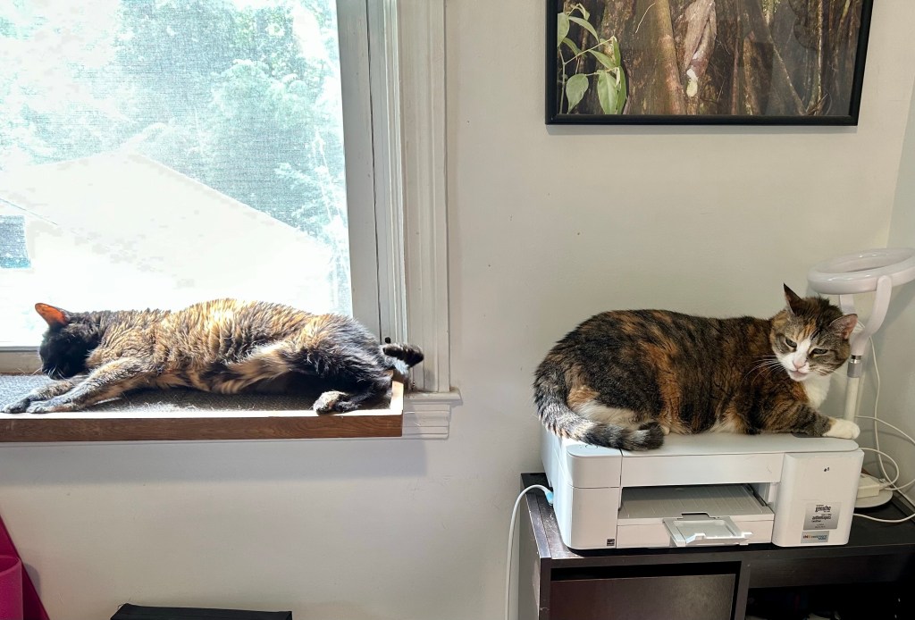 A small tortoise shell cat is fully stretched out on a wooden, carpeted, cat sized shelf in front of a large, sunny window.  Another cat, a larger dilute tortie, sits sulkily in a loaf position on a white home printer to the right of the window.  She is looking over her shoulder at the smaller cat.  She would much prefer the window seat to the printer, but sometimes you have to make do with what you’ve got.