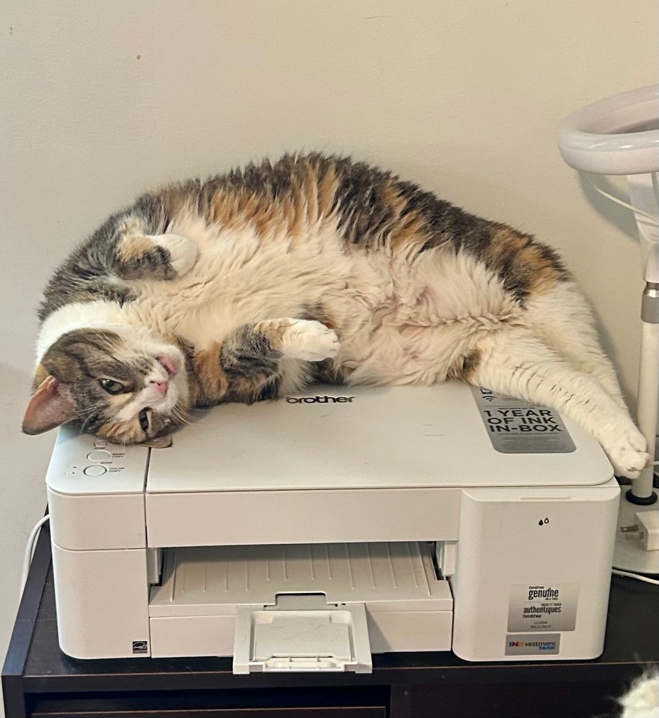 A large, dilute tortoiseshell cat lays on top of a home office printer, exposing her snowy white tummy.  Her head is upside down and her mouth is partially open, as if she is yelling at someone to get with it and rub her tummy.