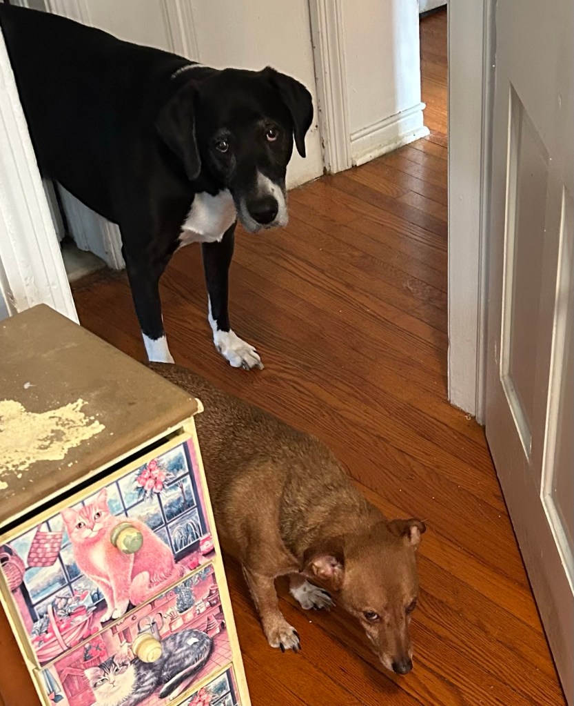 Two dogs, one big black and white hound and one medium golden dog, are peeking through an open door into a room to remind their human that their dinner should take priority over laundry folding.