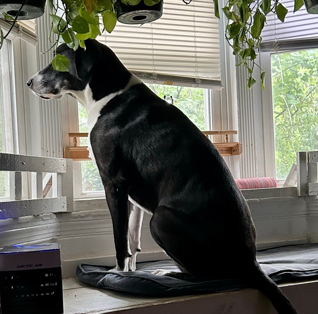 A very handsome black and white hound sits attentively atop a window seat built into a bay window.  His face is partially obscured by a hanging plant, but it’s still clear he is looking out the window as if he is waiting for something, probably dinner.