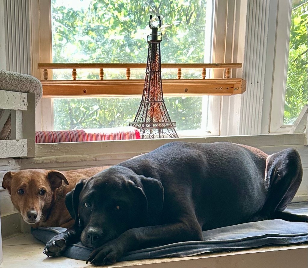 A little yellow dog is curled up next to a larger black dog on a window seat.  The little yellow dog is looking at the black dog with absolute adoration.
