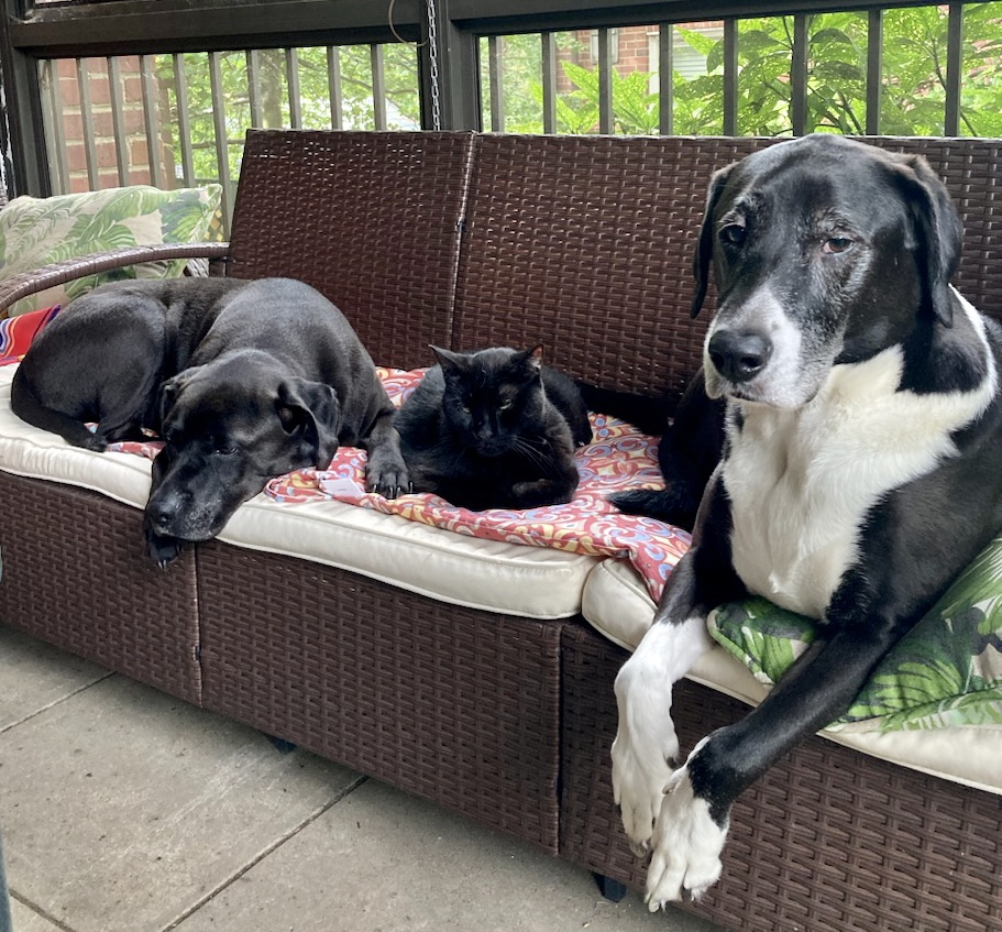 A medium black dog, a black house panther, and a large black and white dog lounge on a rattan couch on a screened porch.  The medium dog and the cat look like they are enjoying themselves, whereas the big guy looks like he’s trying to chill but has something else on his mind.  The thing on his mind is dinner.