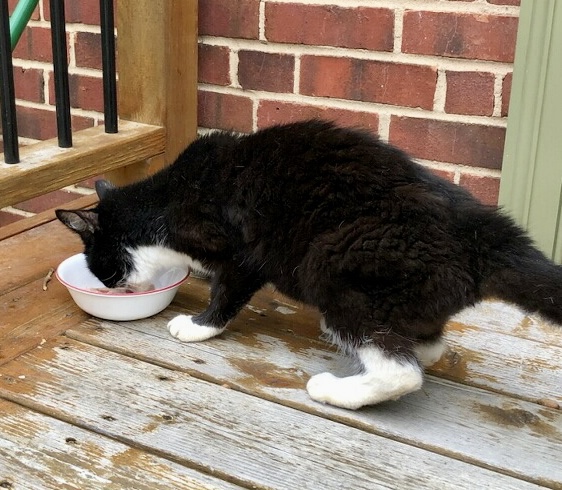 The cat is still on the outdoor deck but now his face is in a pretty white porcelain bowl.  He is happily chomping away.  Same deck = still NOT home.