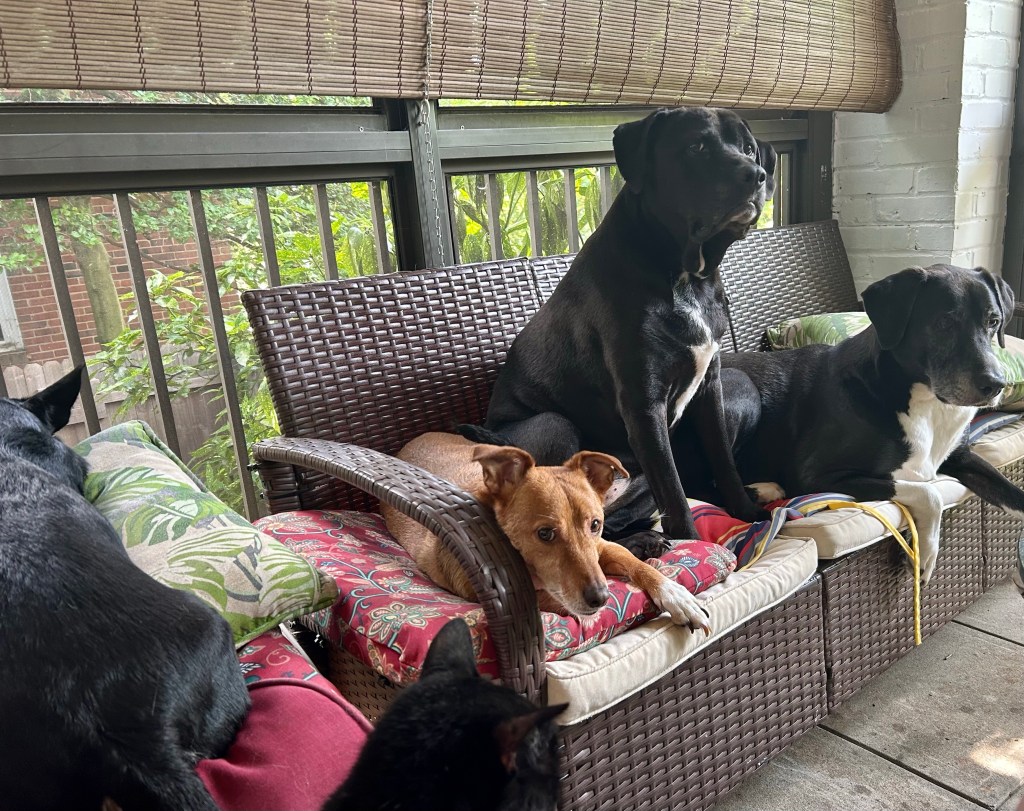 A group of four dogs and one cat lounge on small outdoor sofas placed perpendicularly to each other on a screened in porch. A small, golden dog, seated at the corner where the couches meet, looks up and smiles at the camera. It’s nice out here, but it would be even nicer if the humans brought out a snack.