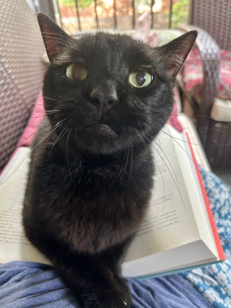 A magnificent, glossy black house panther sits upon an open book on his human’s lap. He is looking at his human pointedly with penetrating yellow eyes. Why is she trying to read when there are more important things to do, like stroking him?