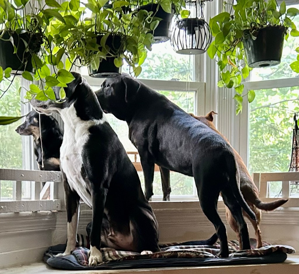 A pack of four dogs stands and sits on a window seat in a bay window.