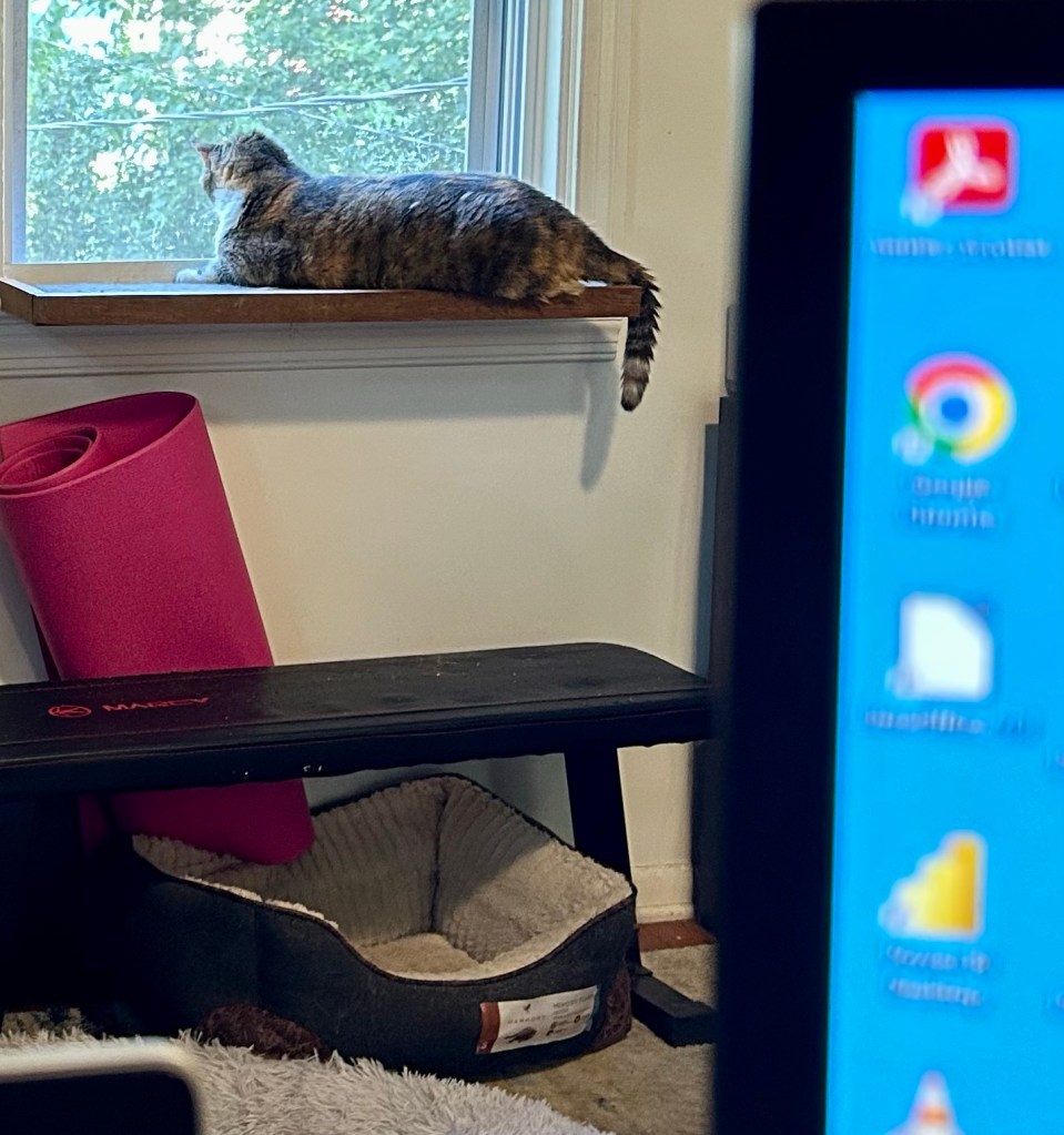 A large, stripy tortoiseshell cat sits upon a wooden, cat-sized window shelf and takes in her green backyard. The human taking the photo is sitting behind a pair of computer screens, presumably in some sort of home office setup. The cat’s view is better.