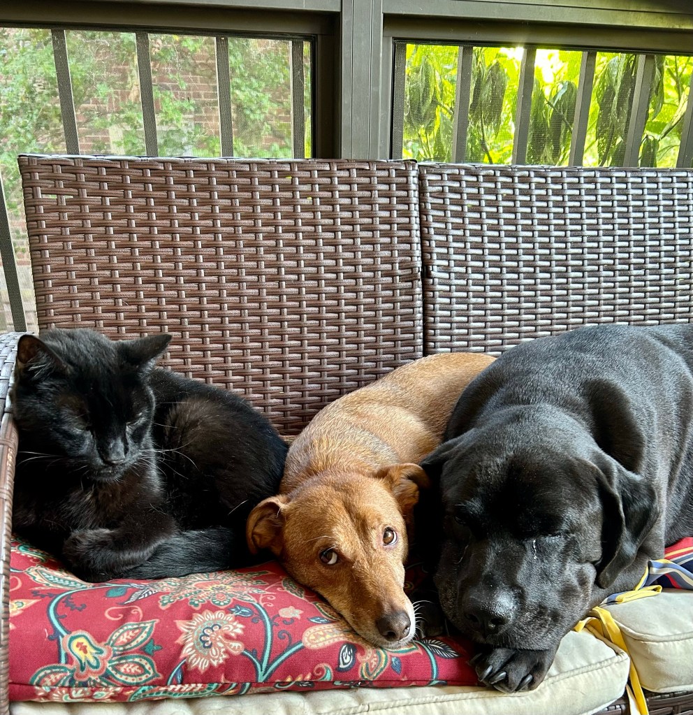 A small golden dog lays on his belly between a large black house panther to his left and a large black dog to his right on a dark brown rattan outdoor sofa. The house panther and the large black dog appear to be sleeping, but the small golden dog’s brown eyes are open and he is looking up to the left in concern. His afternoon plans may be disrupted by his subsumption into the furry, black void.