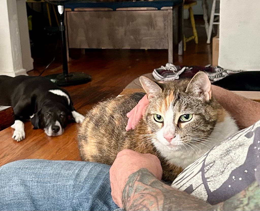A large, stripy, dilute tortoiseshell cat sits on a human’s lap.  In the background, there is a huge, black and white hound splayed out on the hardwood floor.  He is looking wistfully at the cat, wishing that he, too, could be enjoying some lap time.