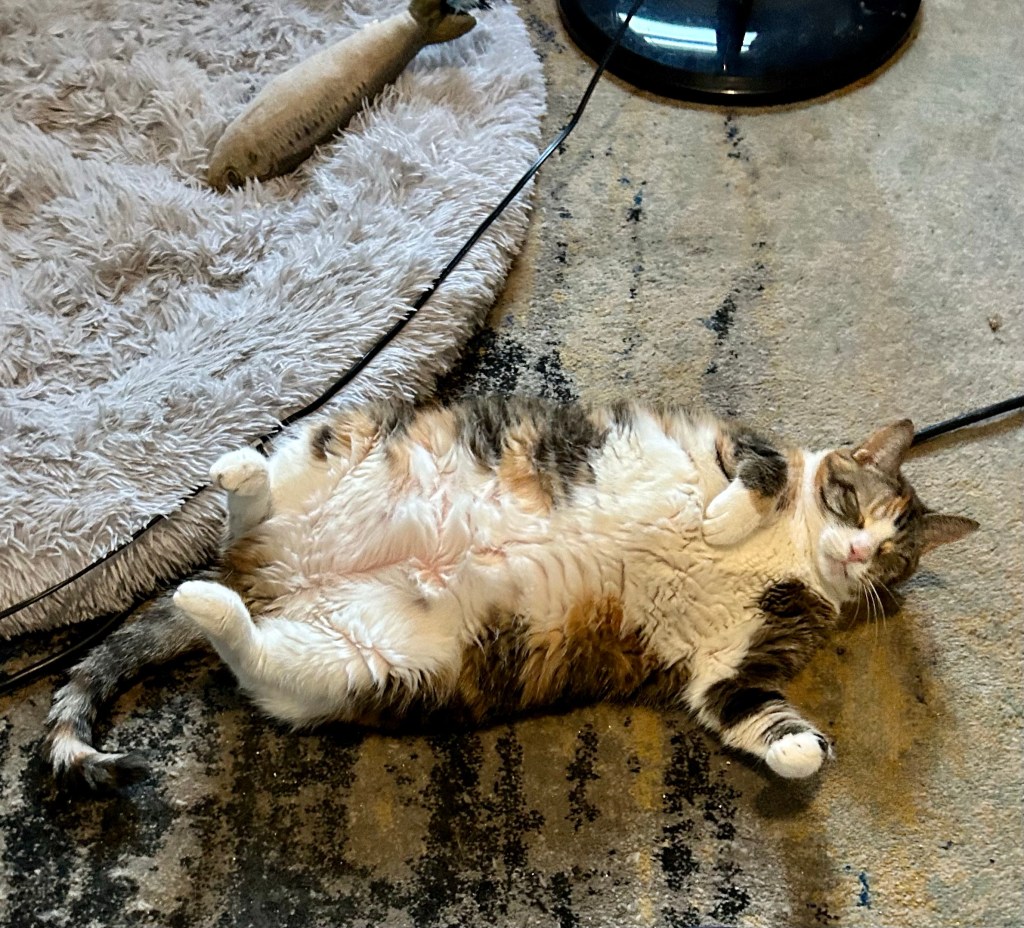 A large, stripy dilute tortoiseshell cat lounges on her back with her white, wonderfully strokable tummy exposed.