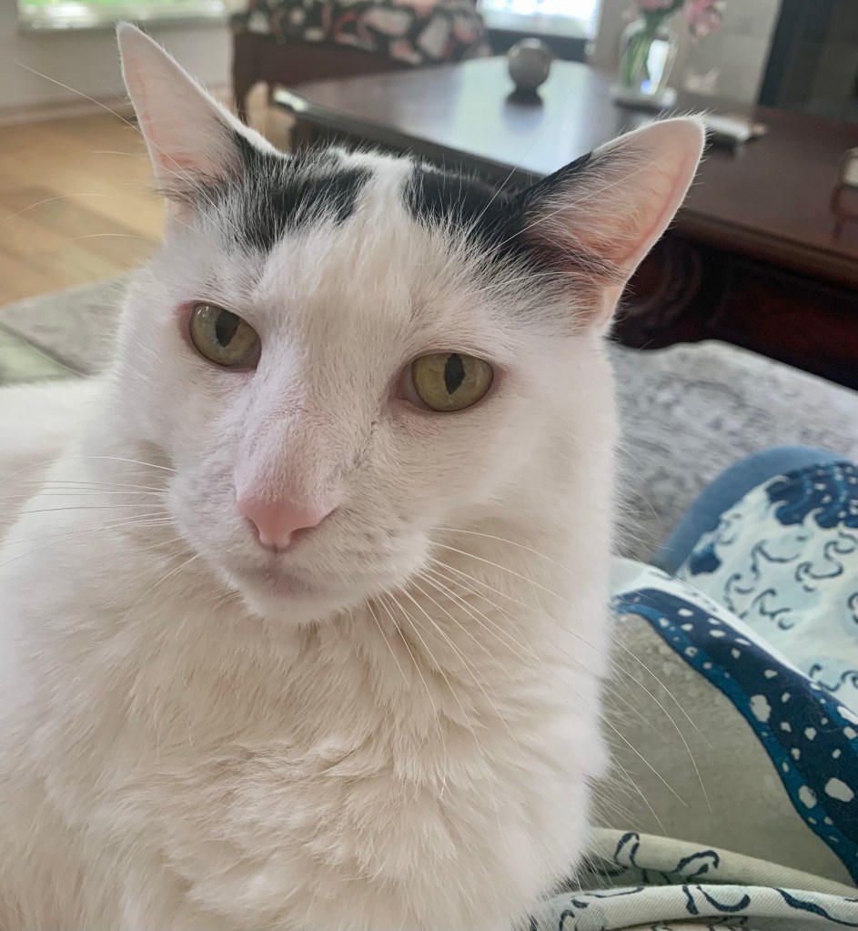 A magnificent white cat with dark spots on his forehead thrones upon his human’s lap. He is looking at her a bit judgmentally. Although he enjoys the cuddle, his dinner has been inexplicably delayed.
