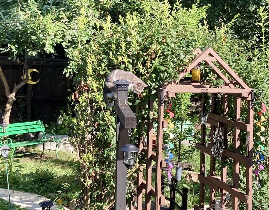 A small, grey and white cat perches atop a dark wooden light post at the entrance of a lush, green garden with fruit trees, a welcoming green bench, a stone pond, and attached stream. She seems to be thinking hard, as if she momentarily forgot why she climbed up there in the first place. The resident birds hope that she doesn’t remember.