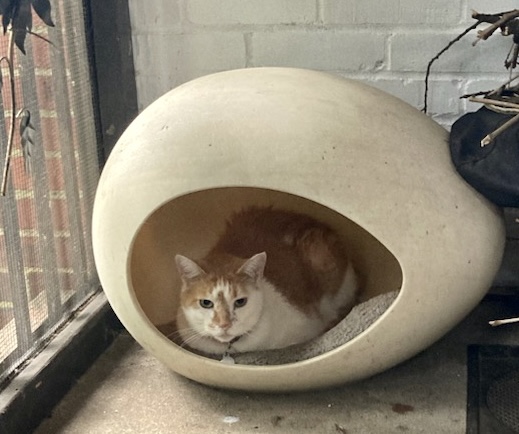 A gold and white cat loafs inside a rigid cat cave, shaped like an egg.