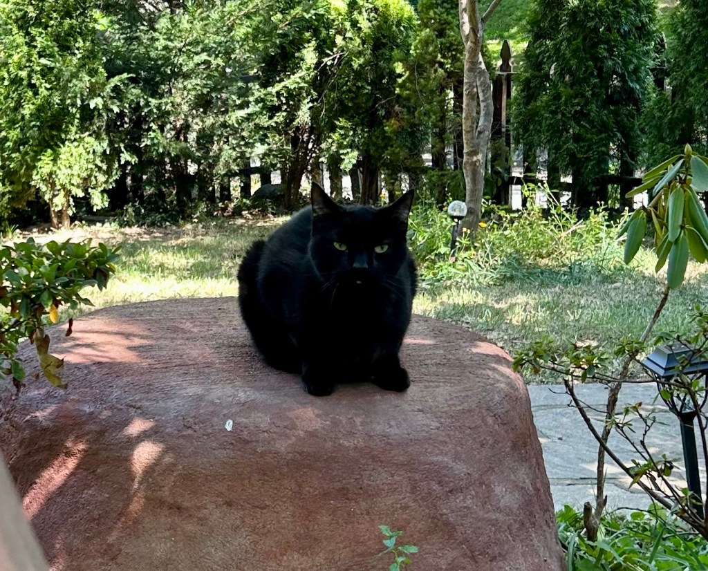 A handsome black house panther crouches atop a small red boulder in a verdant front yard.  Despite the lovely setting, he looks supremely peeved and levels a penetrating yellow gaze at the human who displeased him.