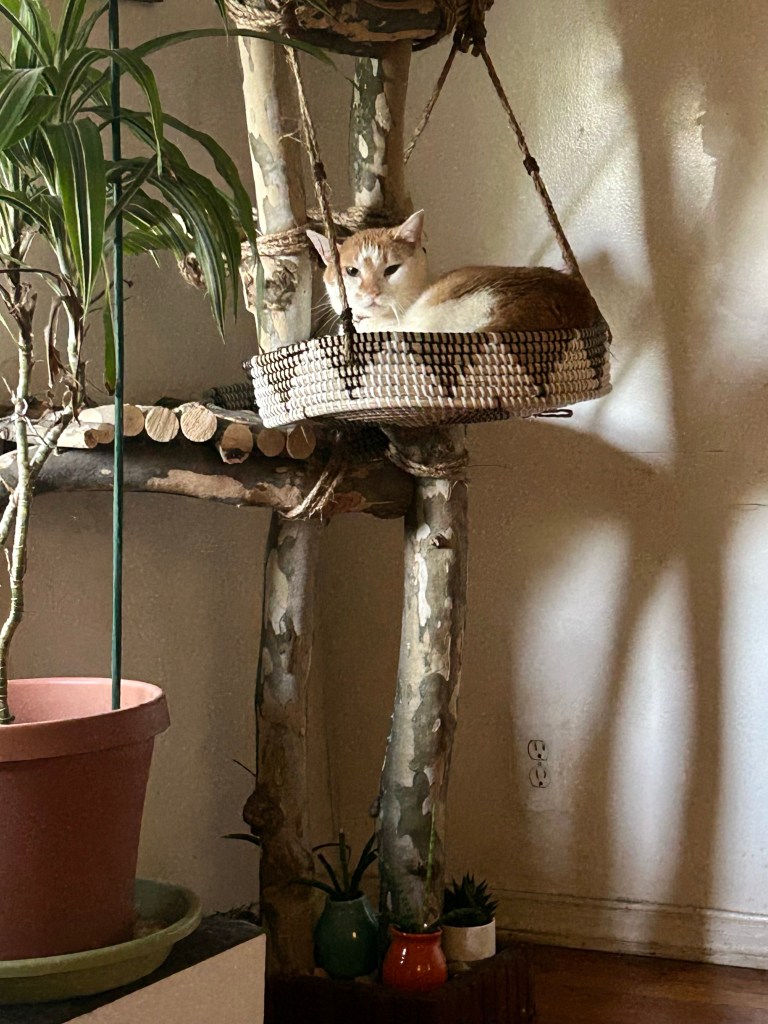 A handsome ginger cat sits in a basket attached to a cat tree constructed of real branches.