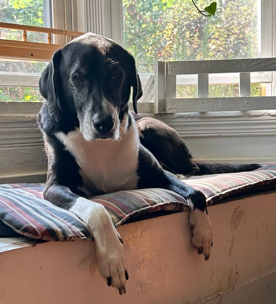 A magnificent black and white hound dog lounges on a window seat in a bay window.  It is sunny outside and presumably very, very hot.  The hound looks plaintively at the person taking the photo.  Can’t she do something about the temperature?