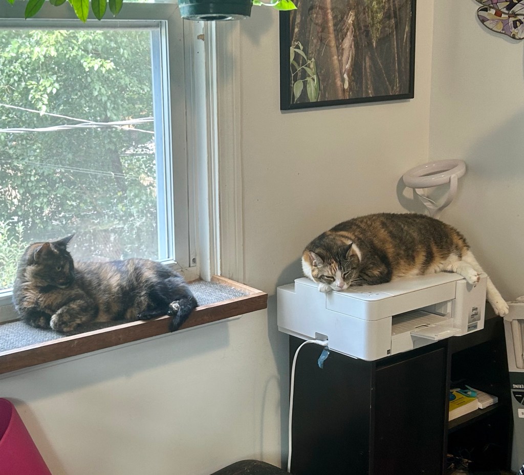 A petite tortoiseshell lounges upon a cat sized wooden window seat in a home office.  She looks to the right, where we see a larger dilute tortoiseshell cat with white paws, belly, and chest snoozing atop a printer.