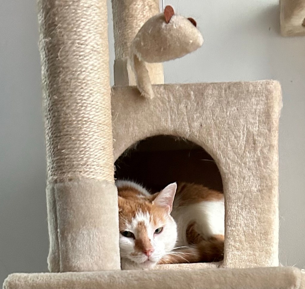 A slightly surly ginger and white house lion is curled up in the beige colored box cave on a large cat tree. He is looking at the human taking his photo through partially closed, highly judgmental yellow eyes. Despite his best efforts, his human still doesn’t understand boundaries.
