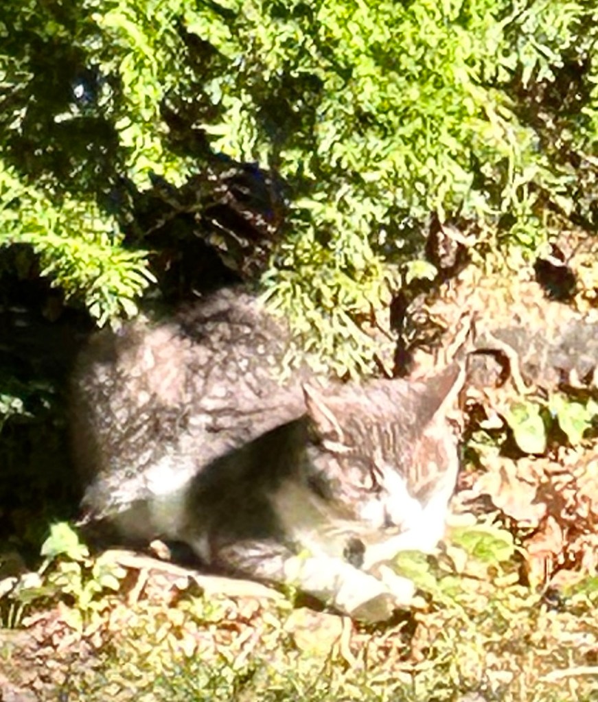 A small grey cat with a white belly and paws sits in loaf position with her front right leg extended in a sunbeam on a patch of grass with evergreen shrubbery behind her.  She is totally indistinguishable from a grey stone.  Seriously, birds, that’s just a stone.