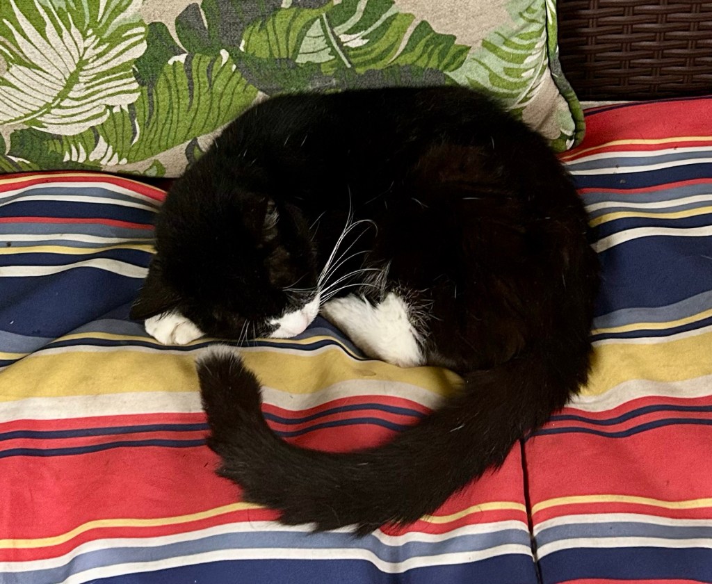 A black and white tuxedo cat lies perfectly curled on a cushion with stripes of blue, white, grey, red, and yellow. His paws are mostly tucked, but a front white paw peeks out from beneath his cheek. His long, black white tipped tail lies a bit in front of his body and describes a perfect arc. Taken together, the curve of his back and the curve of his tail form a circle.