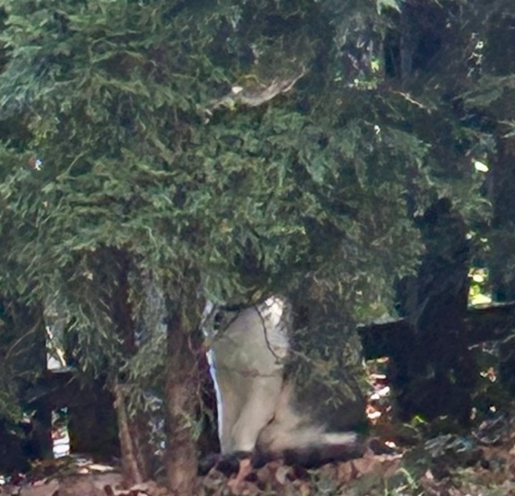 A small, grey and white cat sits under a small pine tree.  Her grey, stripy tail is tightly curled around her paws and her head is totally covered by the tree branches.