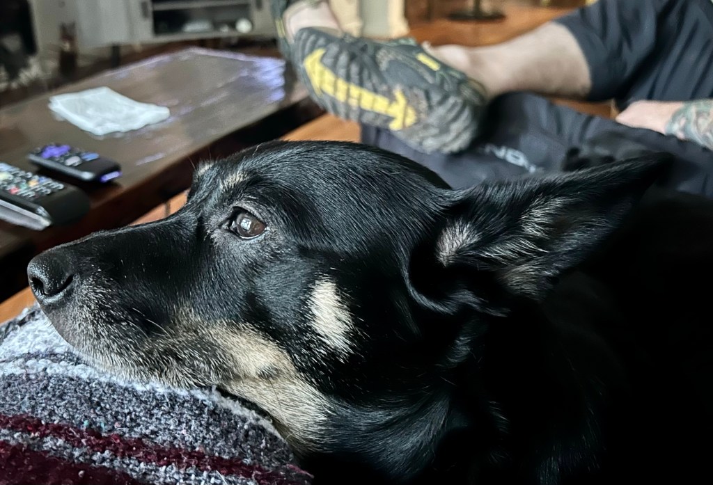 An adorable black dog with caramel markings rests her muzzle on a human’s lap.  Her cute pointy ears are back and she appears to be deep in thought.
