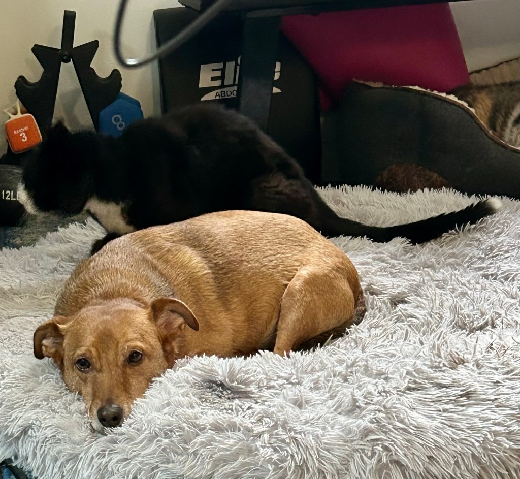 A small yellow dog lays on a large, fluffy grey dog bed.  Behind him, there is a somewhat blurry black and white form with an impossibly long black tail with a white tip.  The dog has his ears pricked and his brow is furrowed.  His brown eyes are full of worry.