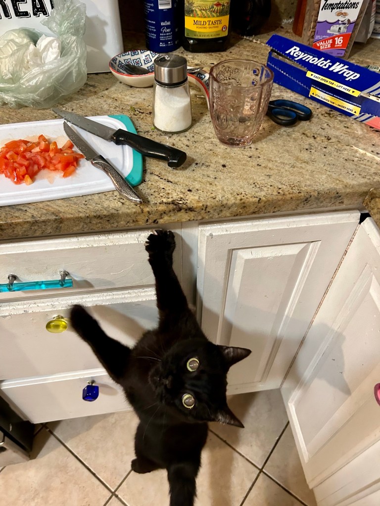 A magnificent, glossy black house panther stands on his back paws and stretches with all his might towards a kitchen counter.  Someone is in the midst of cooking and ingredients are strewn all about, such as a white chopping block with diced tomatoes.  Of more interest to the cat, there is a purple Temptations container to the back of the counter.