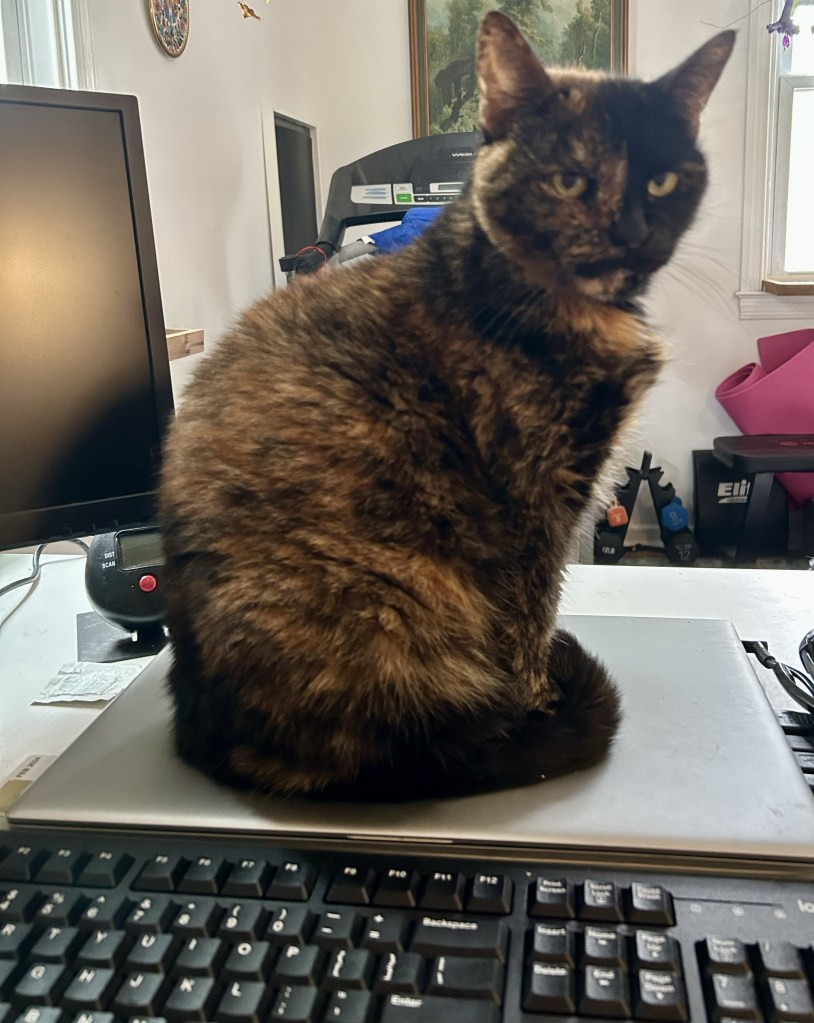 A gorgeous, glossy petite tortoiseshell cat sits in Egyptian pose atop a closed laptop.  She appears to be providing some pretty harsh feedback to the employee who is taking her photo.