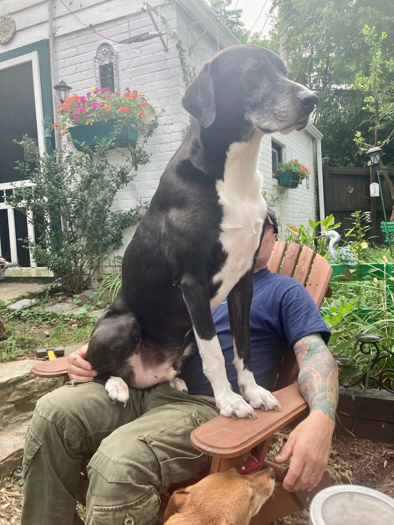 A man is sitting outside on a brown wooden Adirondack chair.  An enormous black and white hound is sitting on the man’s lap with his back legs bent atop the man’s right thigh and his front legs straight, with his impressive white paws flat on the left armrest.  Both the man and the hound appear perfectly comfortable and relaxed.  Nothing to see here, just a standard lap dog availing himself of a cuddle.