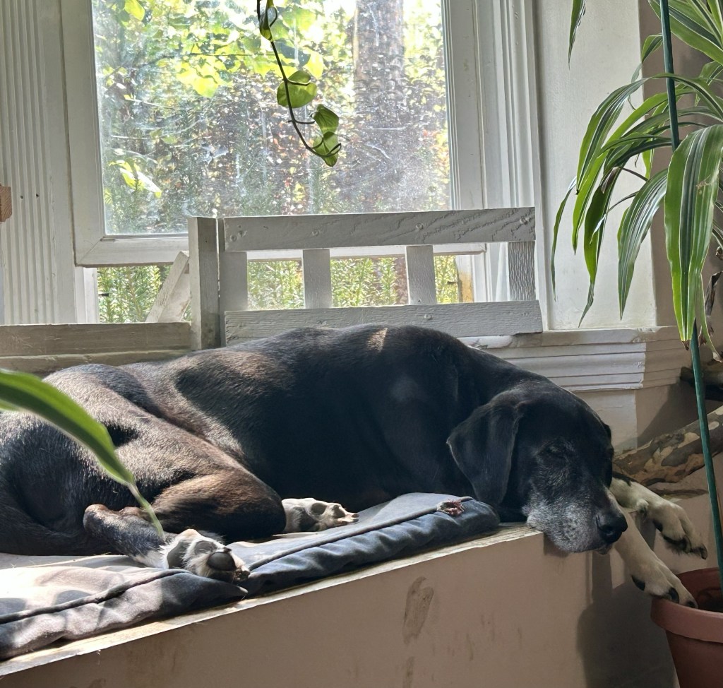A large black and white hound lounges in a puddle of buttery sunshine on a window seat built into a bay window.